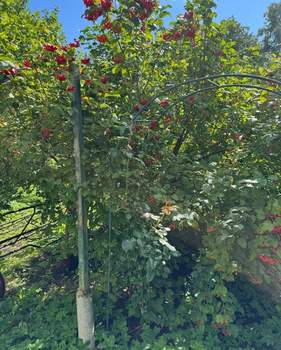 Дом 66м², 1-этажный, участок 0 сот.