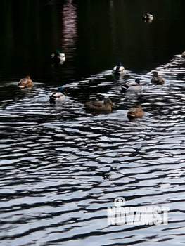 3-к квартира, на длительный срок, 71м2, 14/16 этаж